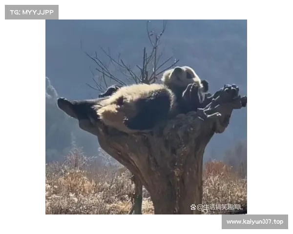 终于看到你躺在一堆网球里的可爱模样,简直萌翻了! 终于看到你躺在一堆网球里的可爱模样,简直萌翻了!